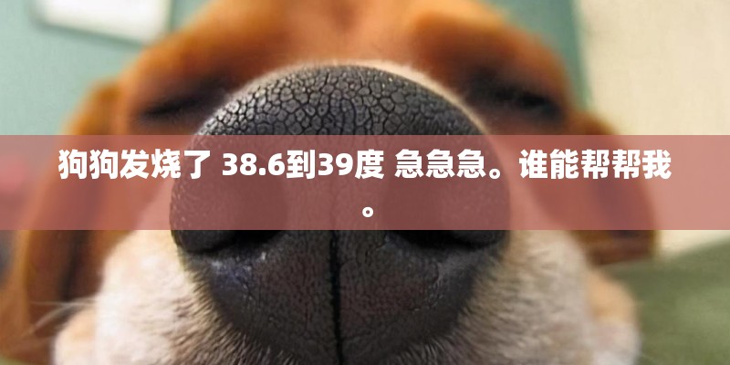 狗狗发烧了 38.6到39度 急急急。谁能帮帮我。