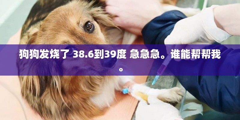 狗狗发烧了 38.6到39度 急急急。谁能帮帮我。