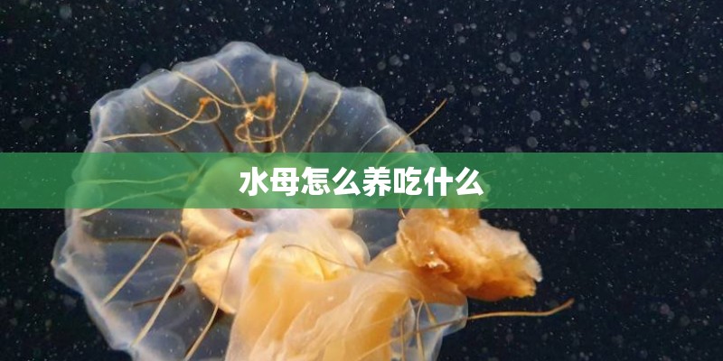 水母怎么养吃什么