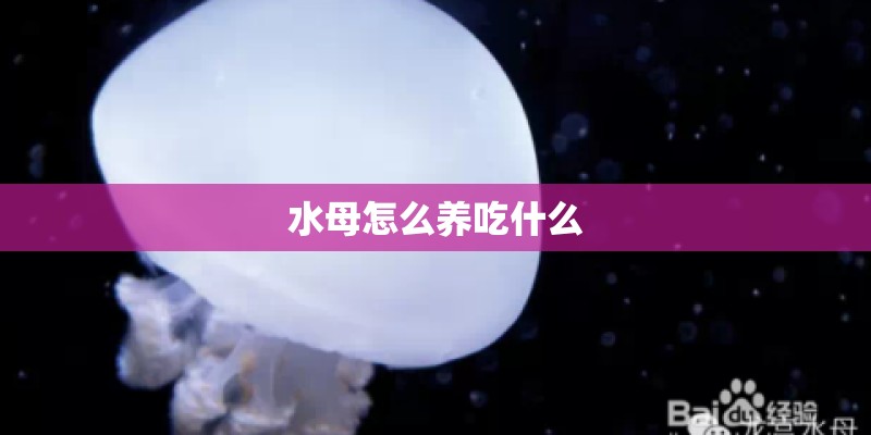 水母怎么养吃什么