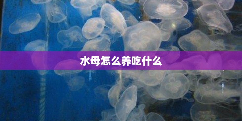 水母怎么养吃什么