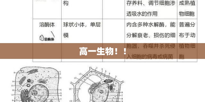 高一生物！！