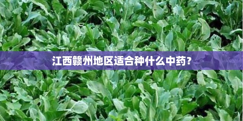 江西赣州地区适合种什么中药？