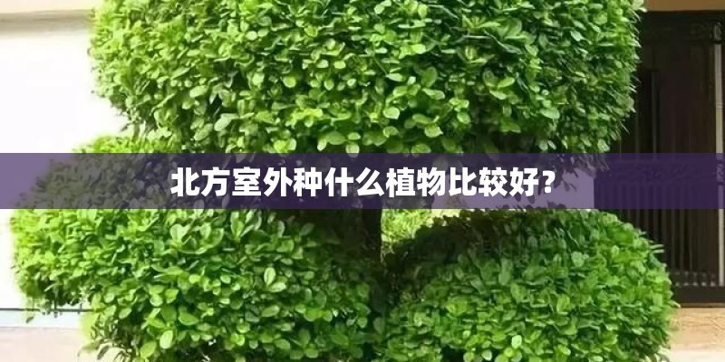 墙薇花买大苗与小苗哪种更好