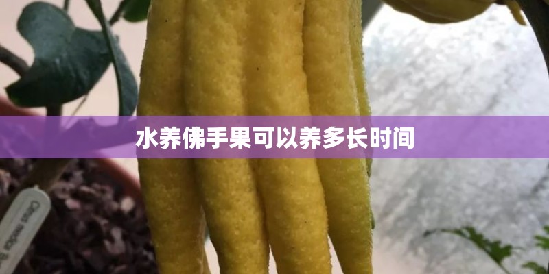 水养佛手果可以养多长时间