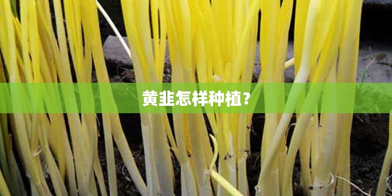 黄韭怎样种植？