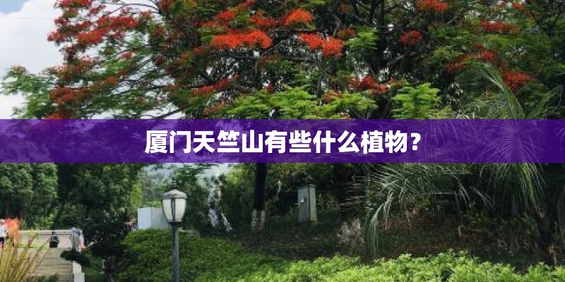 厦门天竺山有些什么植物？