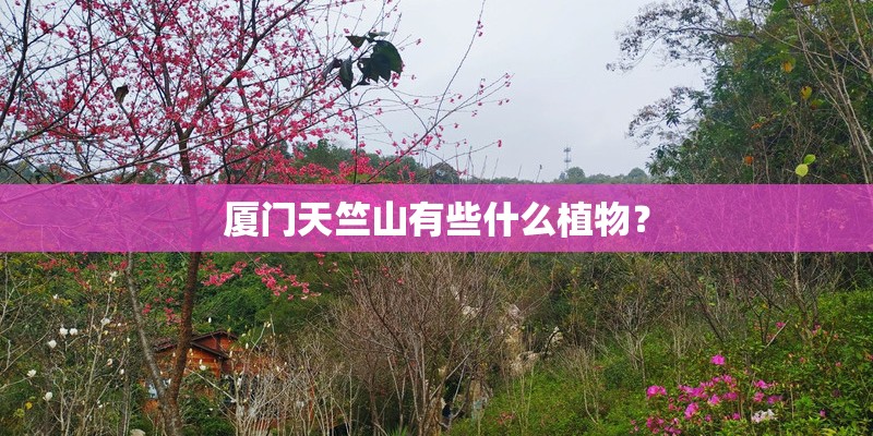 厦门天竺山有些什么植物？