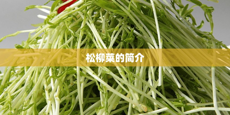 松柳菜的简介 松柳菜的简介