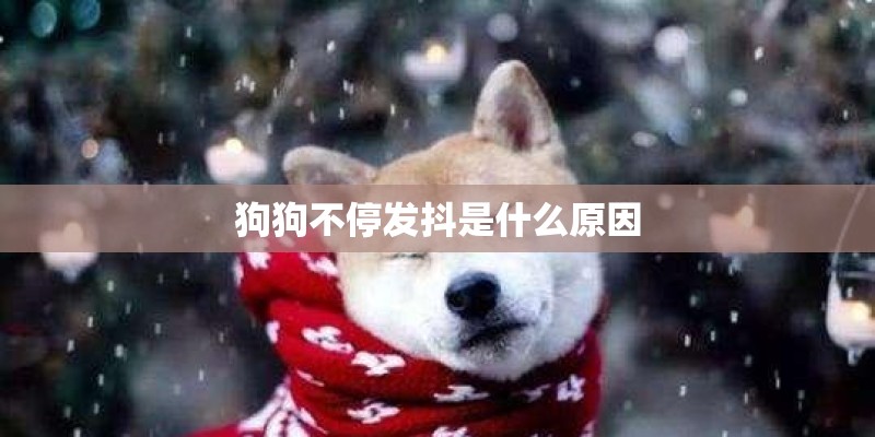 狗狗不停发抖是什么原因