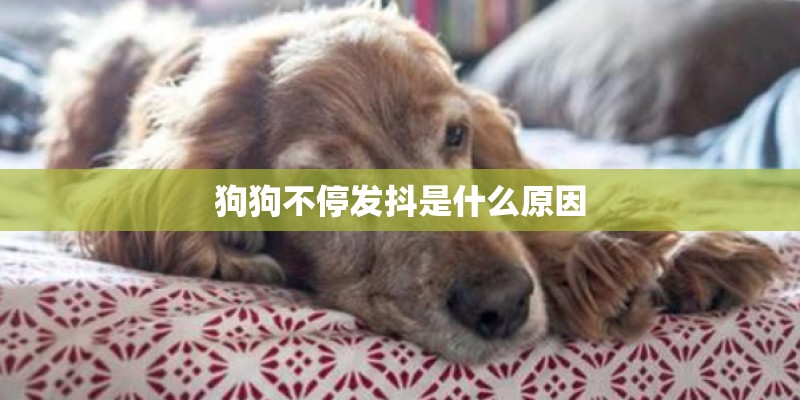 狗狗不停发抖是什么原因
