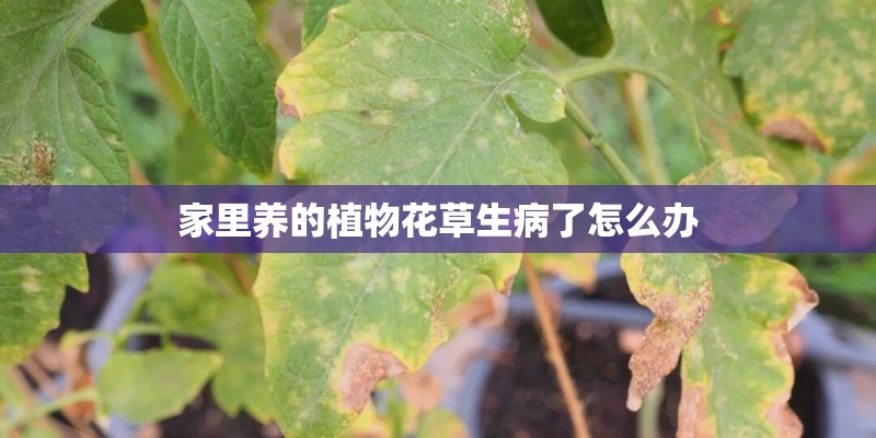 家里养的植物花草生病了怎么办