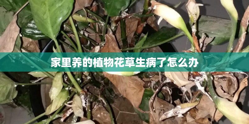 家里养的植物花草生病了怎么办