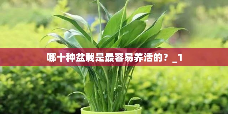 哪十种盆栽是最容易养活的？_1