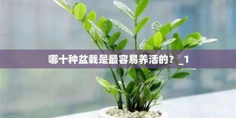 哪十种盆栽是最容易养活的？_1