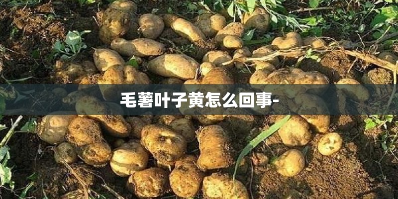 毛薯叶子黄怎么回事-