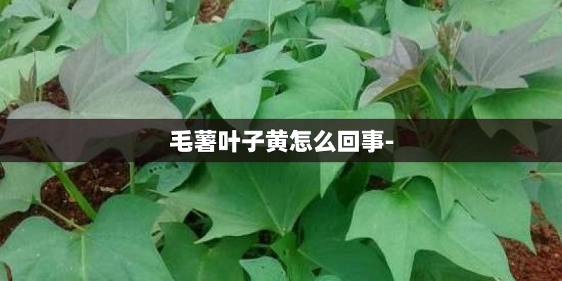 毛薯叶子黄怎么回事-