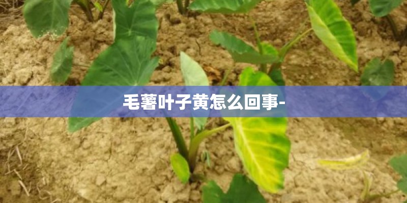 毛薯叶子黄怎么回事-