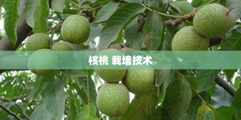核桃 栽培技术