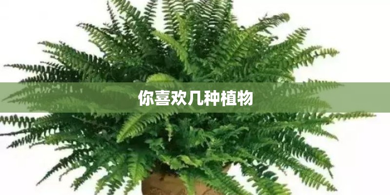 你喜欢几种植物
