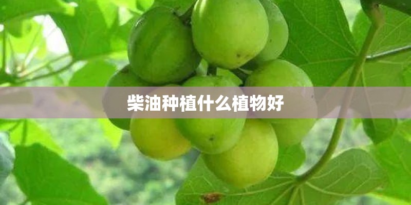 柴油种植什么植物好