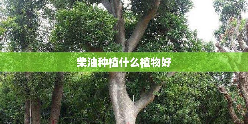柴油种植什么植物好