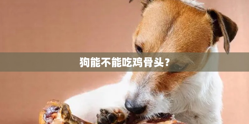狗能不能吃鸡骨头？
