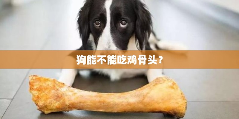 狗能不能吃鸡骨头？