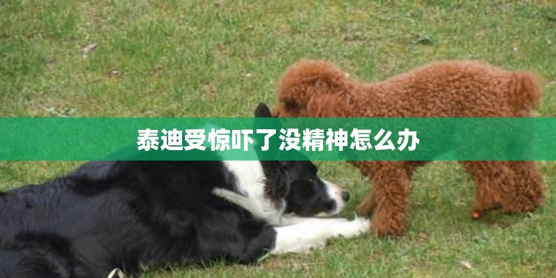 泰迪受惊吓了没精神怎么办