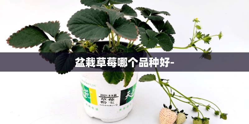 盆栽草莓哪个品种好-