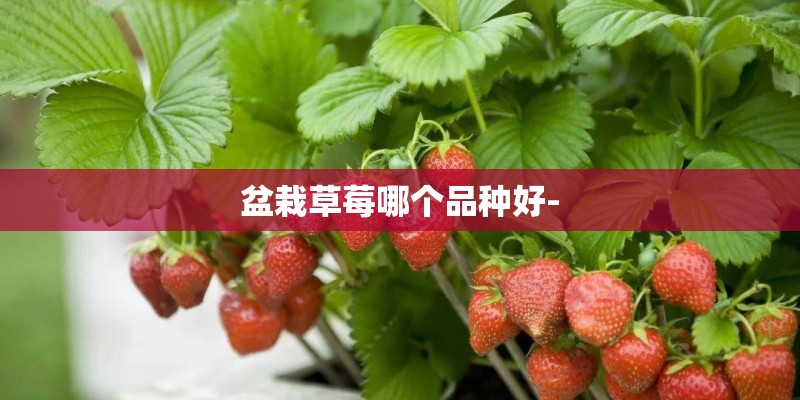盆栽草莓哪个品种好- 盆栽草莓哪个品种好-