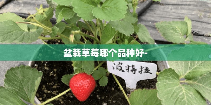 盆栽草莓哪个品种好- 盆栽草莓哪个品种好-