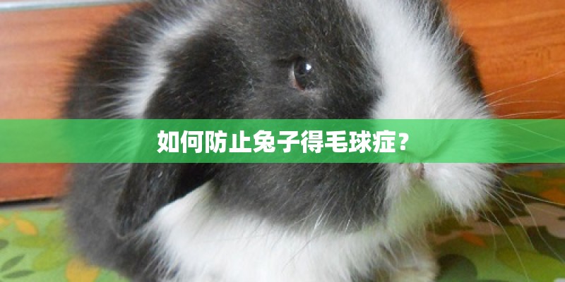 如何防止兔子得毛球症？