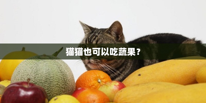 猫猫也可以吃蔬果？