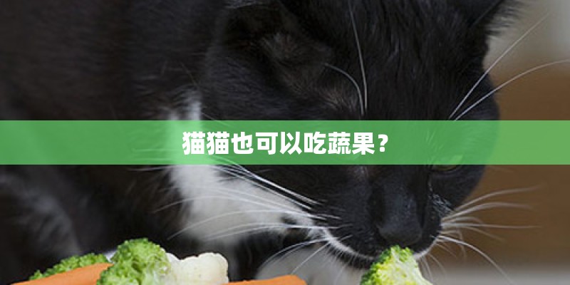 猫猫也可以吃蔬果？