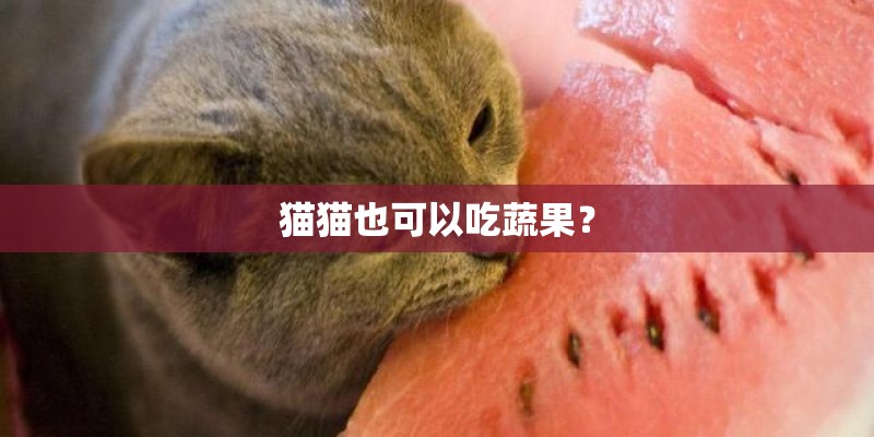 猫猫也可以吃蔬果？