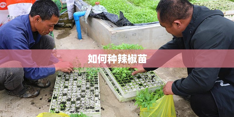 如何种辣椒苗