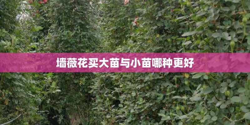 墙薇花买大苗与小苗哪种更好