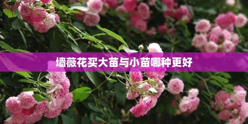 墙薇花买大苗与小苗哪种更好