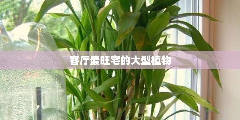 客厅最旺宅的大型植物