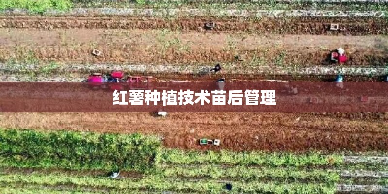 红薯种植技术苗后管理
