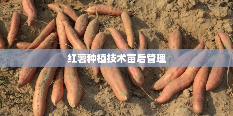 红薯种植技术苗后管理