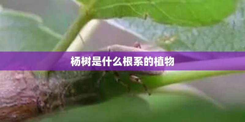 杨树是什么根系的植物
