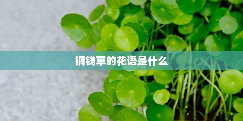 铜钱草的花语是什么