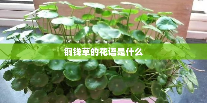 铜钱草的花语是什么