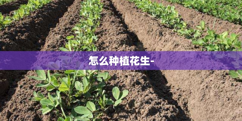 怎么种植花生-