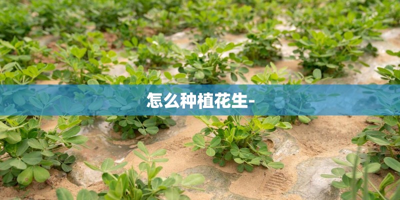 怎么种植花生-