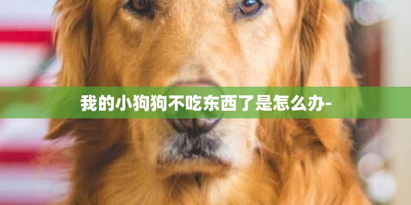 我的小狗狗不吃东西了是怎么办-
