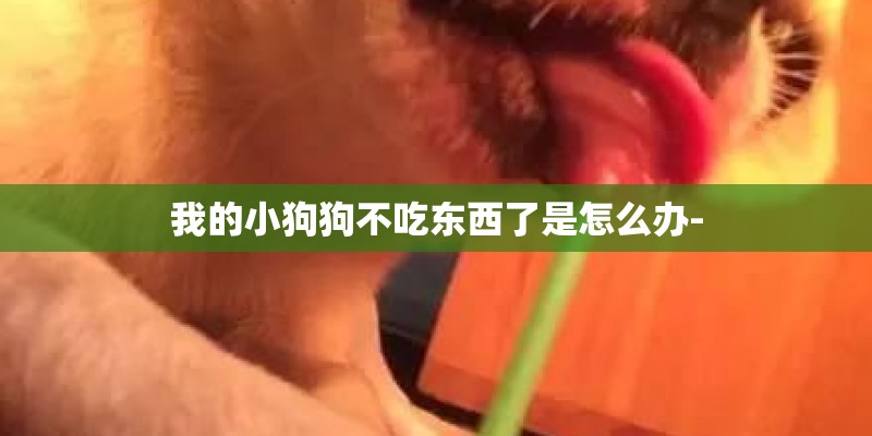 我的小狗狗不吃东西了是怎么办-