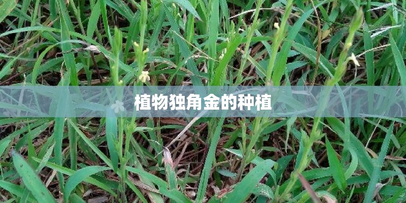 植物独角金的种植